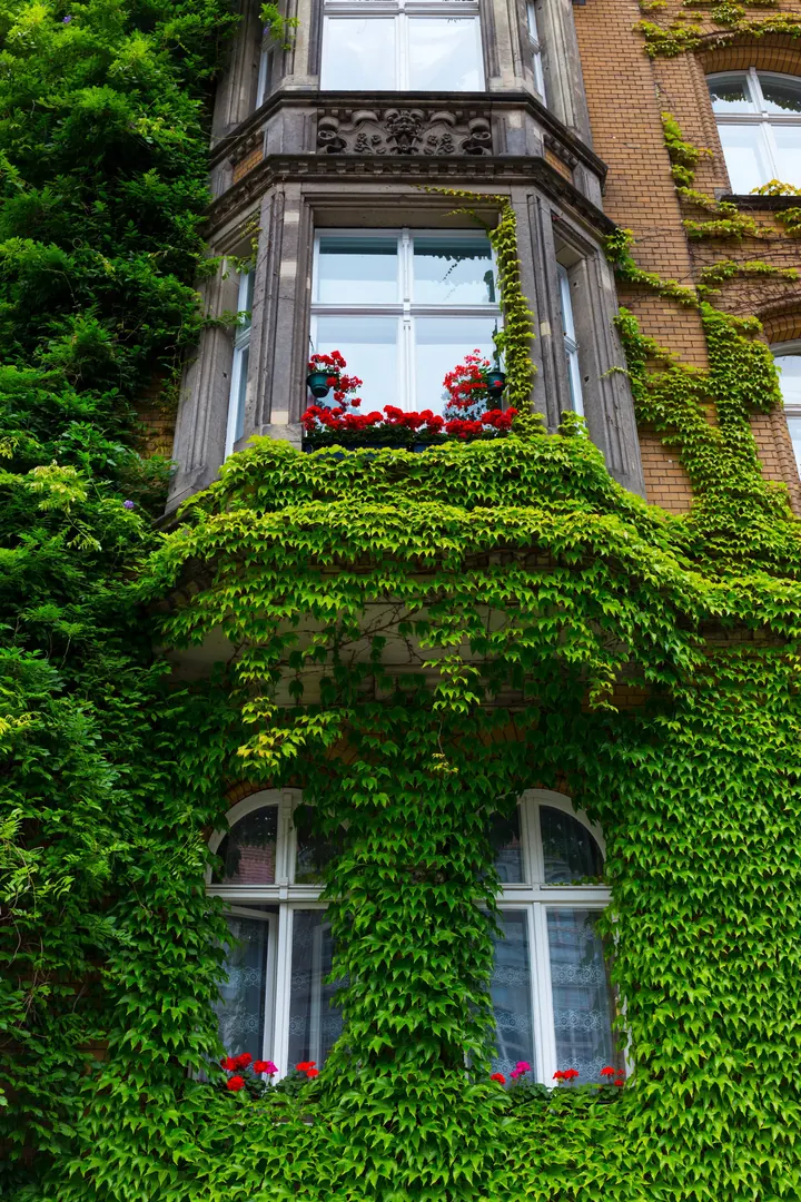 Altbaufassade mit Efeu und roten Blumen an den Fenstern